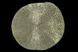 Pyrite Sun - Sparta, Illinois #137891-1